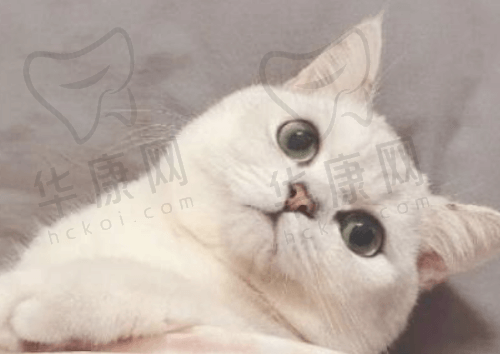 百卓