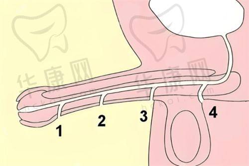选择上海丽质医疗美容卢九宁O型腿矫正的决策指南