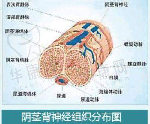2025年北京八大处鼻部整形收费标准如何确定?