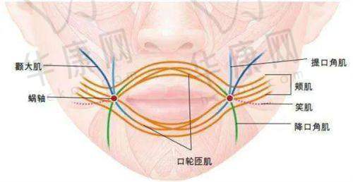 正规性与专精性体现