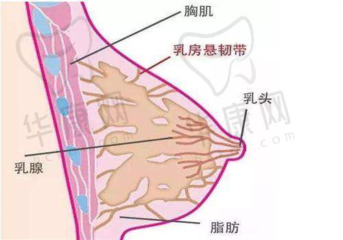 武汉艺星徐国建做胸部悬吊怎么样？技术优评价高，个性化服务助你实现美胸梦
