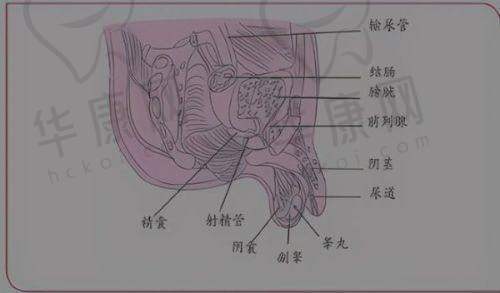 郑州韩辰华领医疗美容医院张宛霞医生特色技术优势