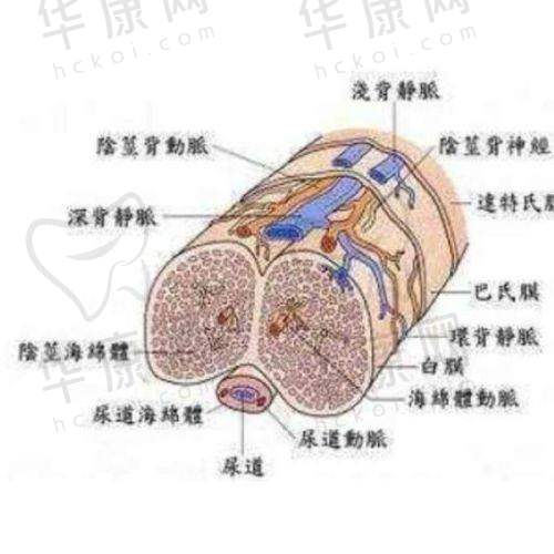 温州艺星医疗美容医院徐淑卿做曼托假体隆胸19800元起，创伤小恢复快塑造迷人胸型