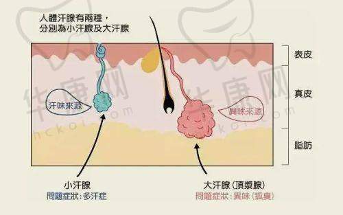 周口缔莱美医学美容刘超凡艾莉薇填充项目价格解析